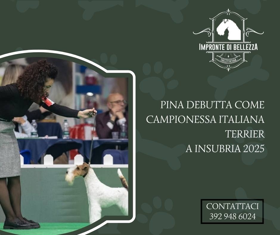 Pina debutta come campionessa italiana terrier a Insubria 2025 